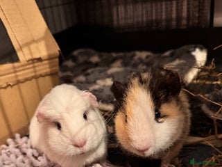 Guinea Pig rodents Two male guinea pigs with cage and accessories - Advert 1