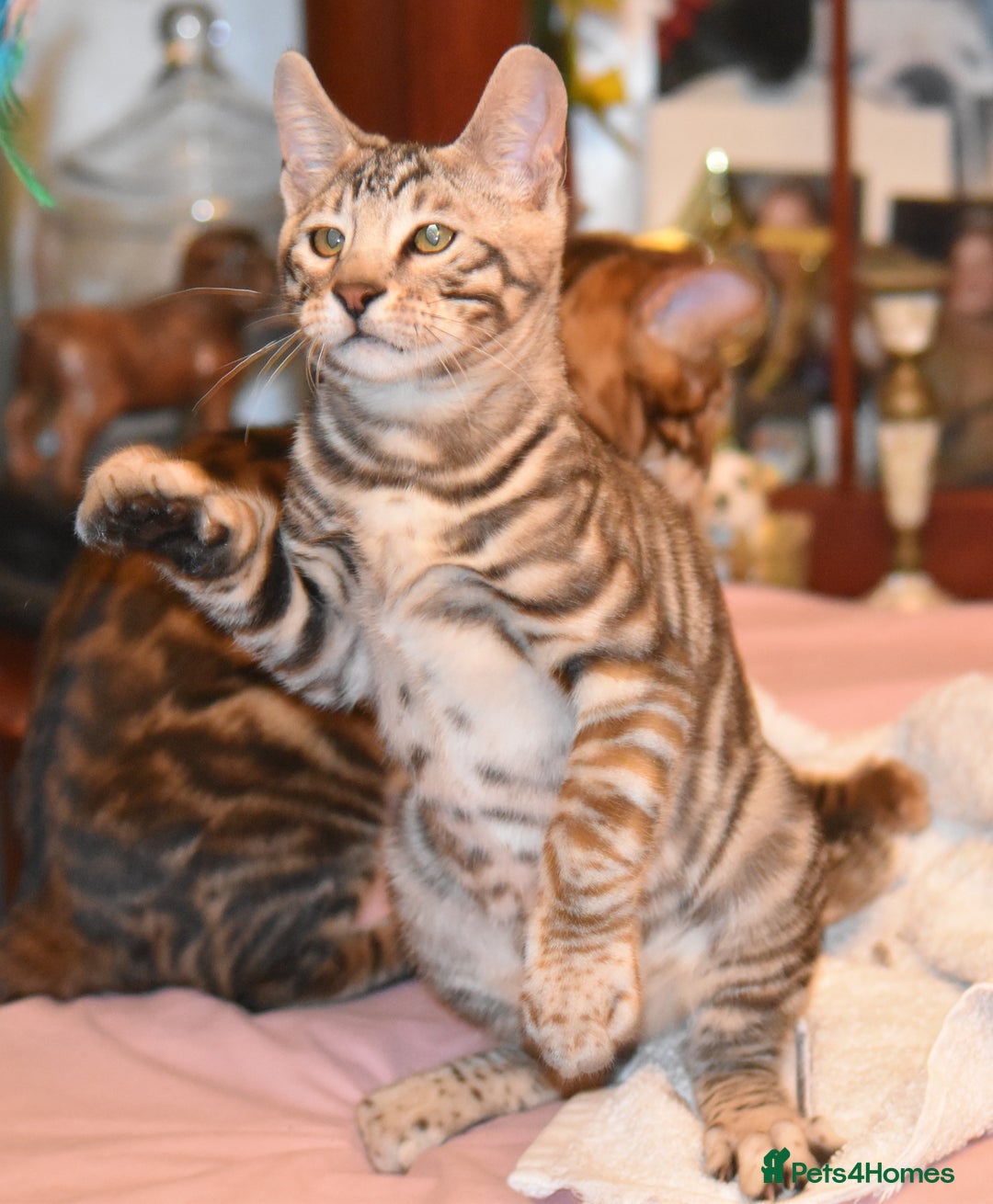 Toyger cats for sale: TWO STUNNING WILD LOOKING TOYGER CUBS - Advert 12