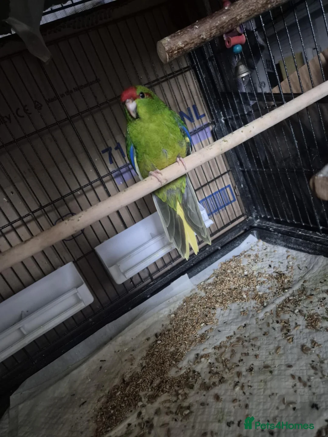 Parakeets birds for sale: Kākāriki female  - Advert 5