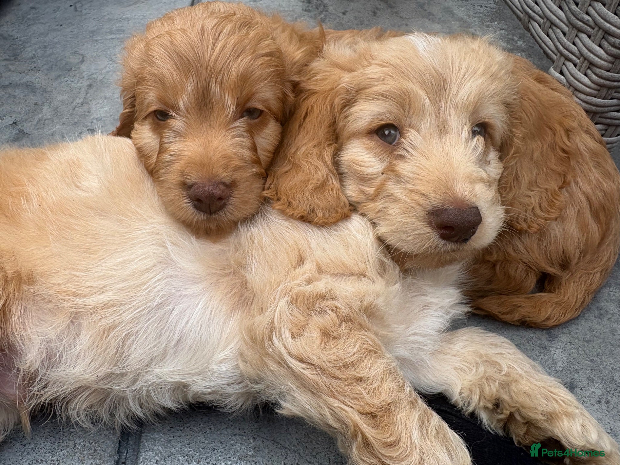 Cockapoo dogs Beautiful f1 cockerpoos - Advert 18