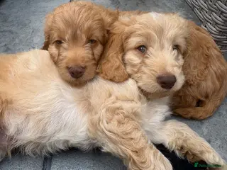 Cockapoo dogs Beautiful f1 cockerpoos - Advert 1