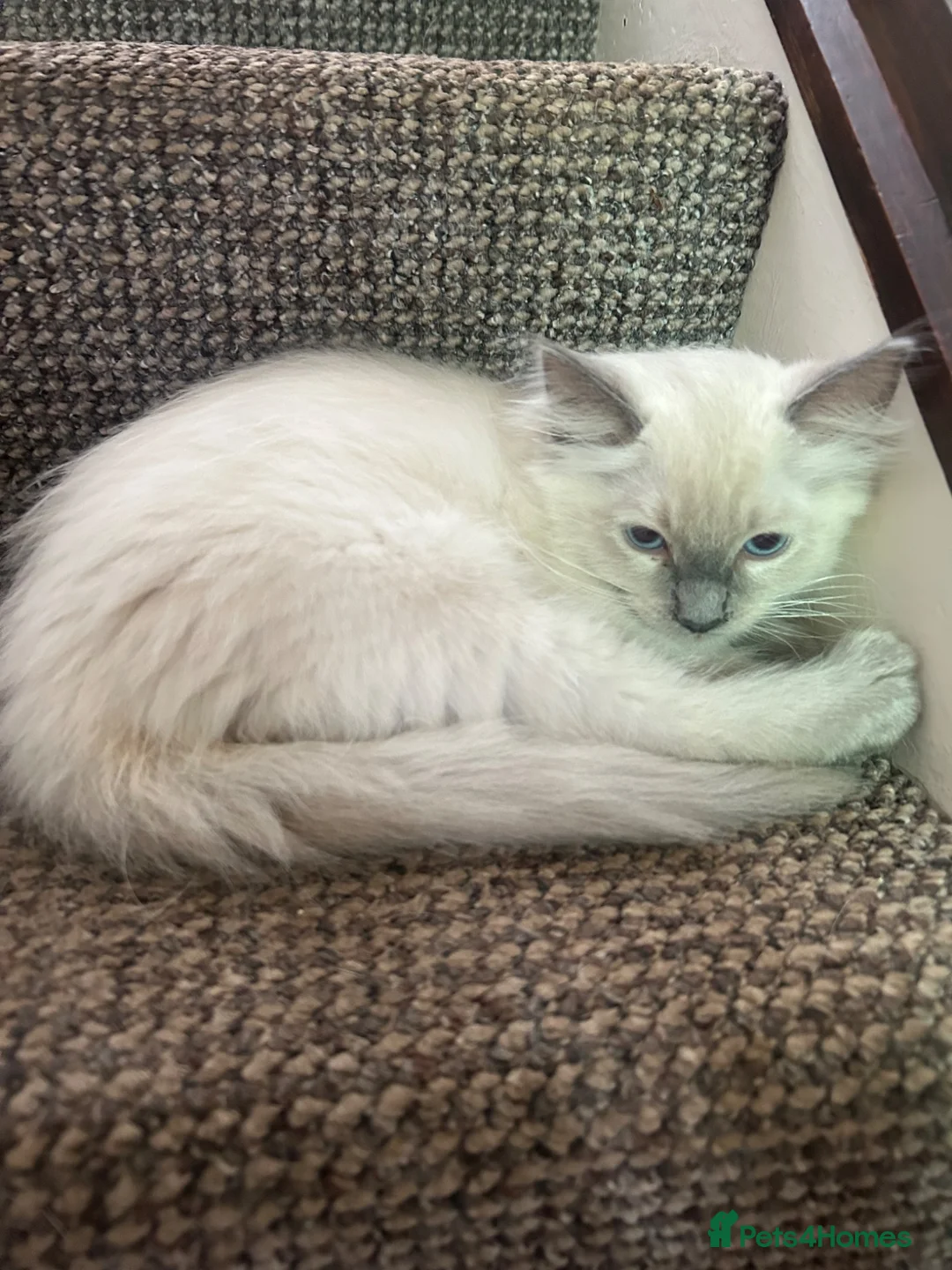 Ragdoll cats for sale: Ragdoll Boy - Advert 2