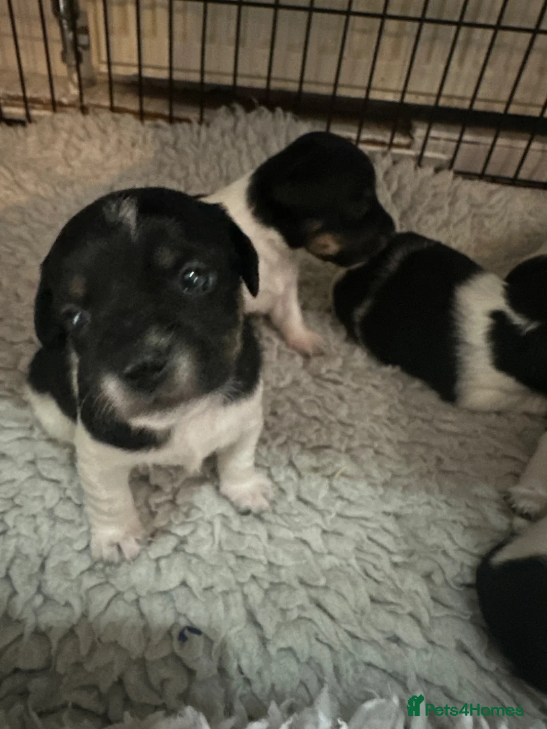 Jack Russell dogs for sale: Stunning jack Russel puppies  - Advert 2
