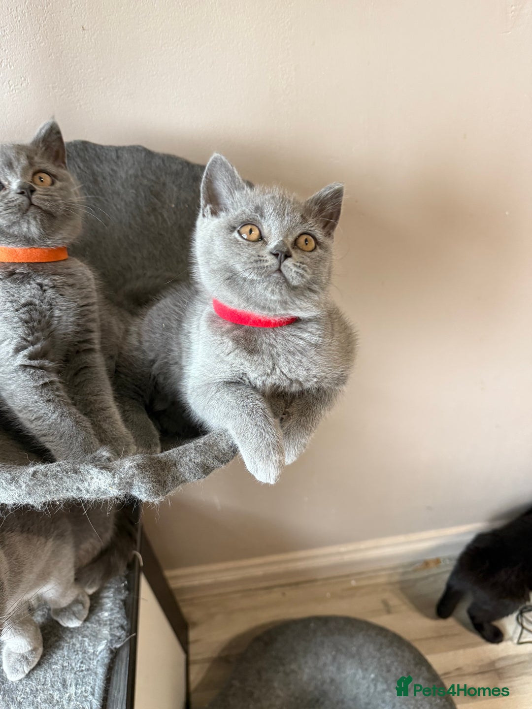 British Shorthair cats for sale: Last pedigree female kitten ready to leave now!! - Advert 7