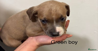 Staffordshire Bull Terrier dogs - Advert 3