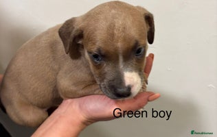 Staffordshire Bull Terrier dogs - Advert 3