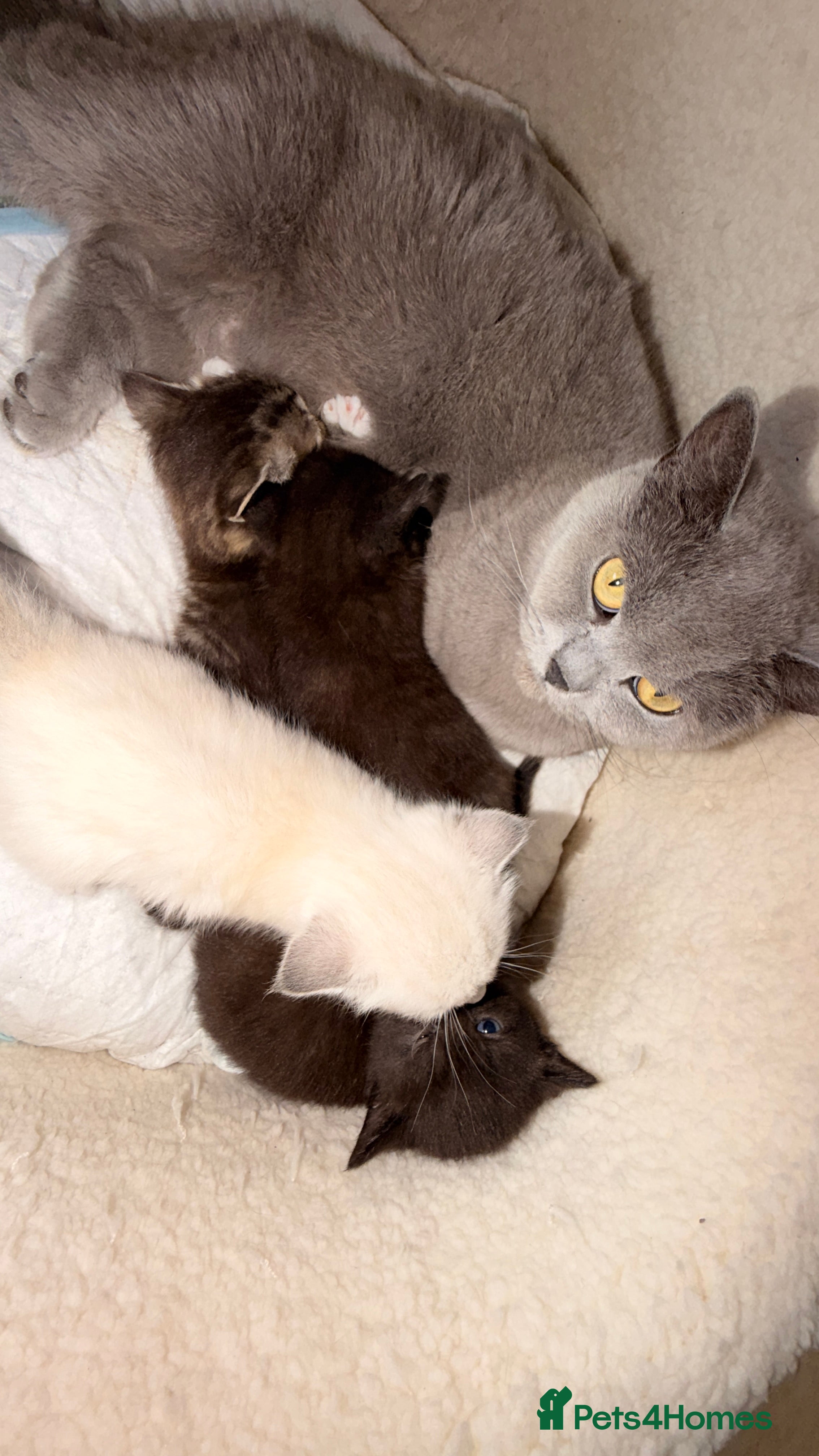Mixed Breed cats  lovely kittens looking for a new home  - Advert 1