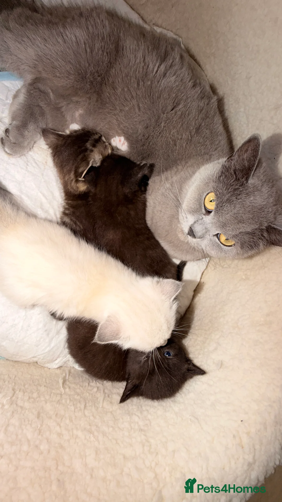 Mixed Breed cats for sale:  lovely kittens looking for a new home  - Advert 1