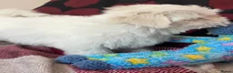 Mixed Breed dogs for sale: shichon x maltese puppies for sale  - Advert 6