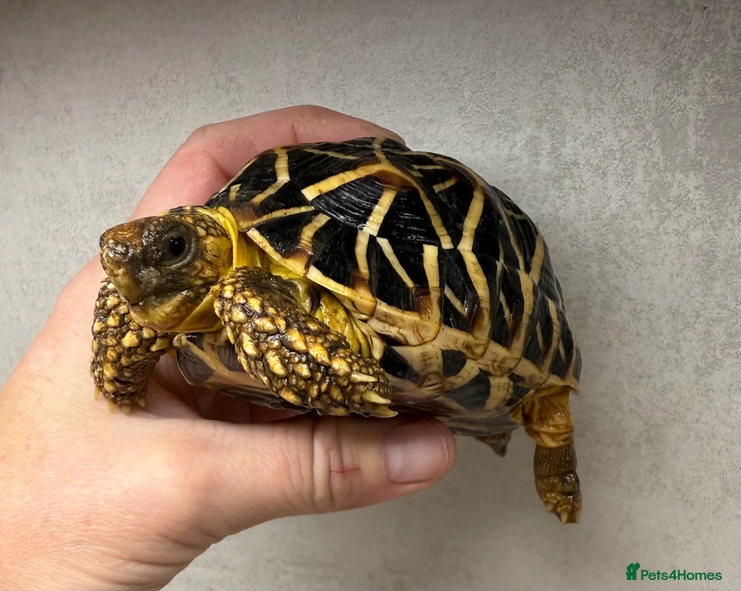 Tortoise reptiles for sale: Baby Indian star tortoises for sale  - Advert 5