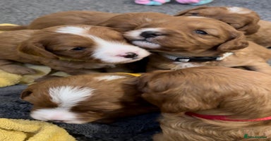 Cavapoo dogs - Advert 5