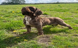 American Cocker Spaniel dogs for sale: Lovey Chocolate Tri Adult Male - Image 1