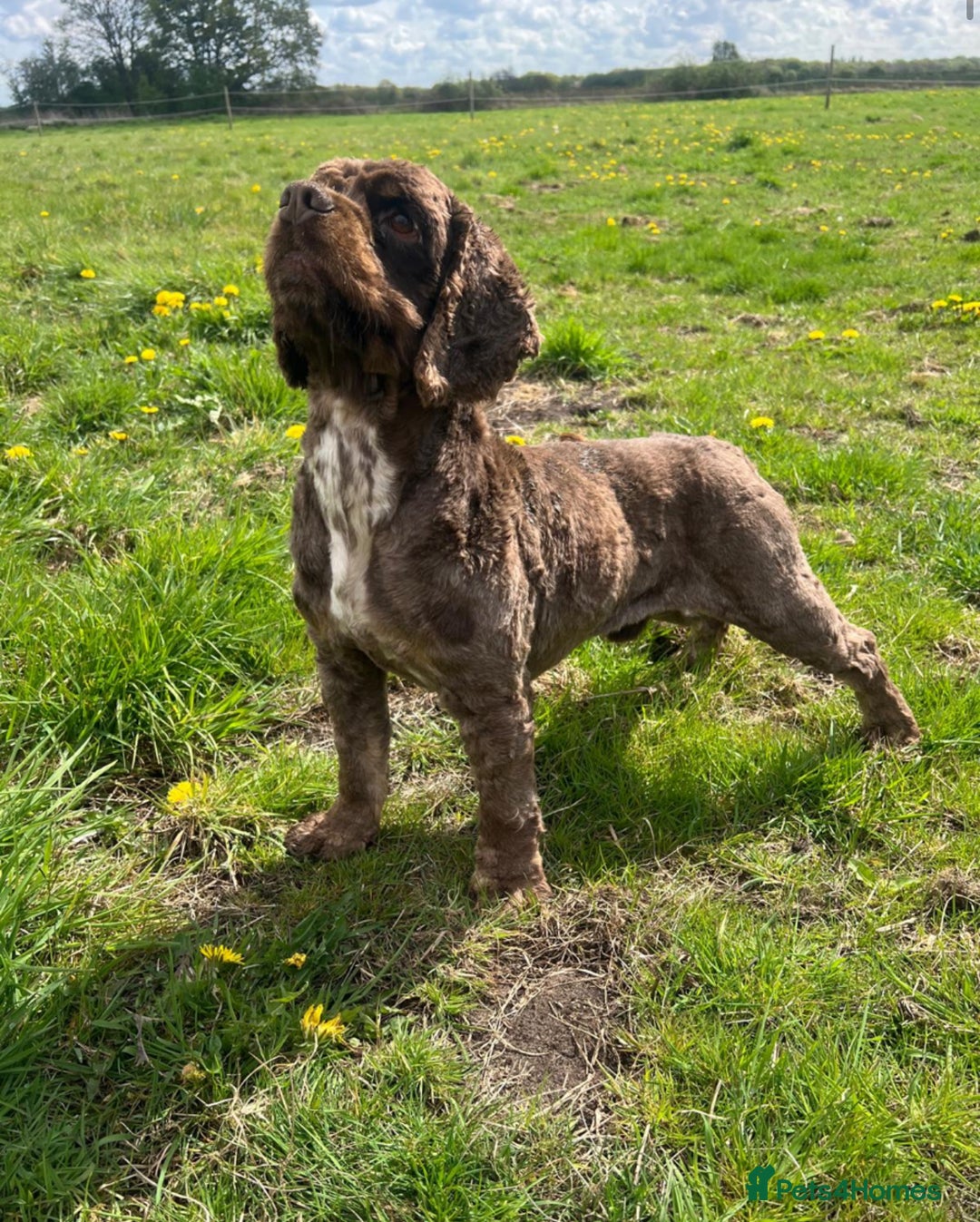 American Cocker Spaniel dogs for sale: Lovey Chocolate Tri Adult Male - Image 1