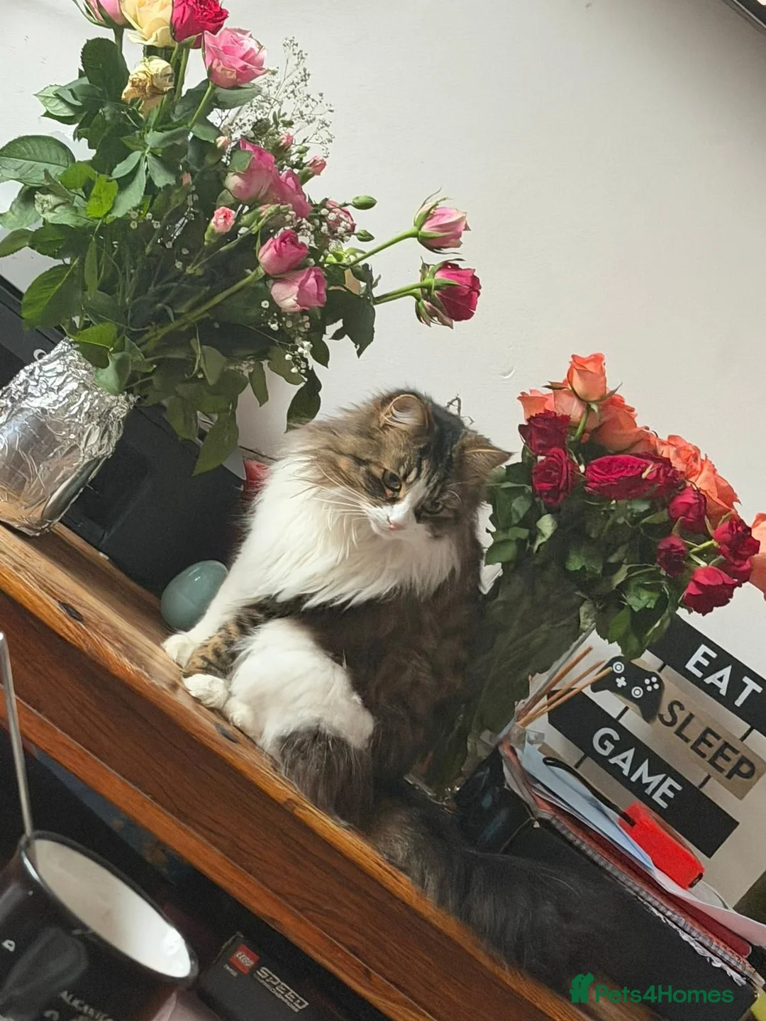 Siberian cats for sale: Fluffy kittens - Advert 16