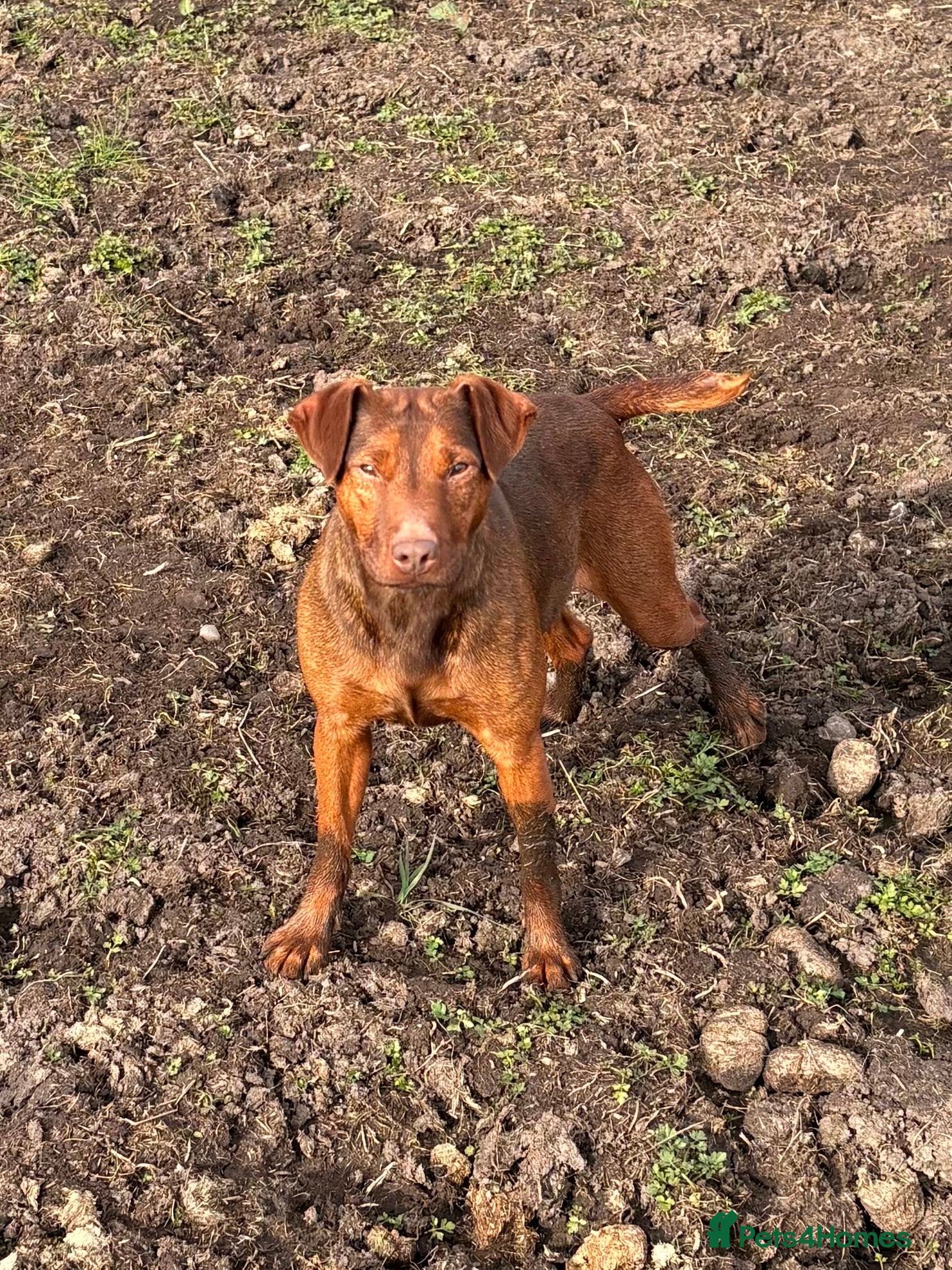 Patterdale Terrier dogs Quality Patterdale Pups - Advert 1