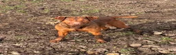Patterdale Terrier dogs for sale: Quality Patterdale Pups - Advert 2