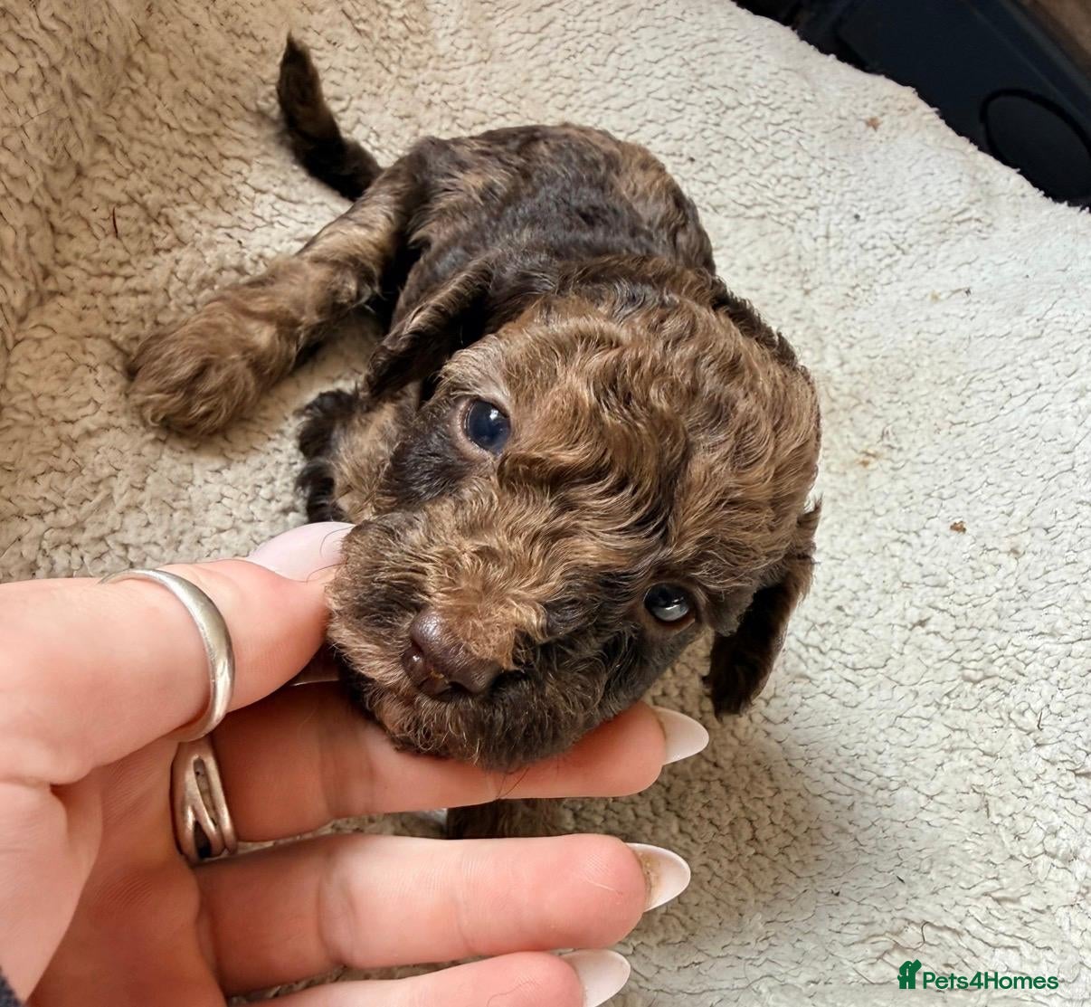 Miniature Poodle dogs 5 Gorgeous Minature poodle puppies - Advert 4