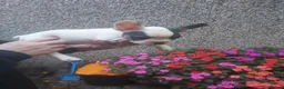 French Bulldog dogs for sale: 5 French bulldog puppies  in Boston - Advert 10