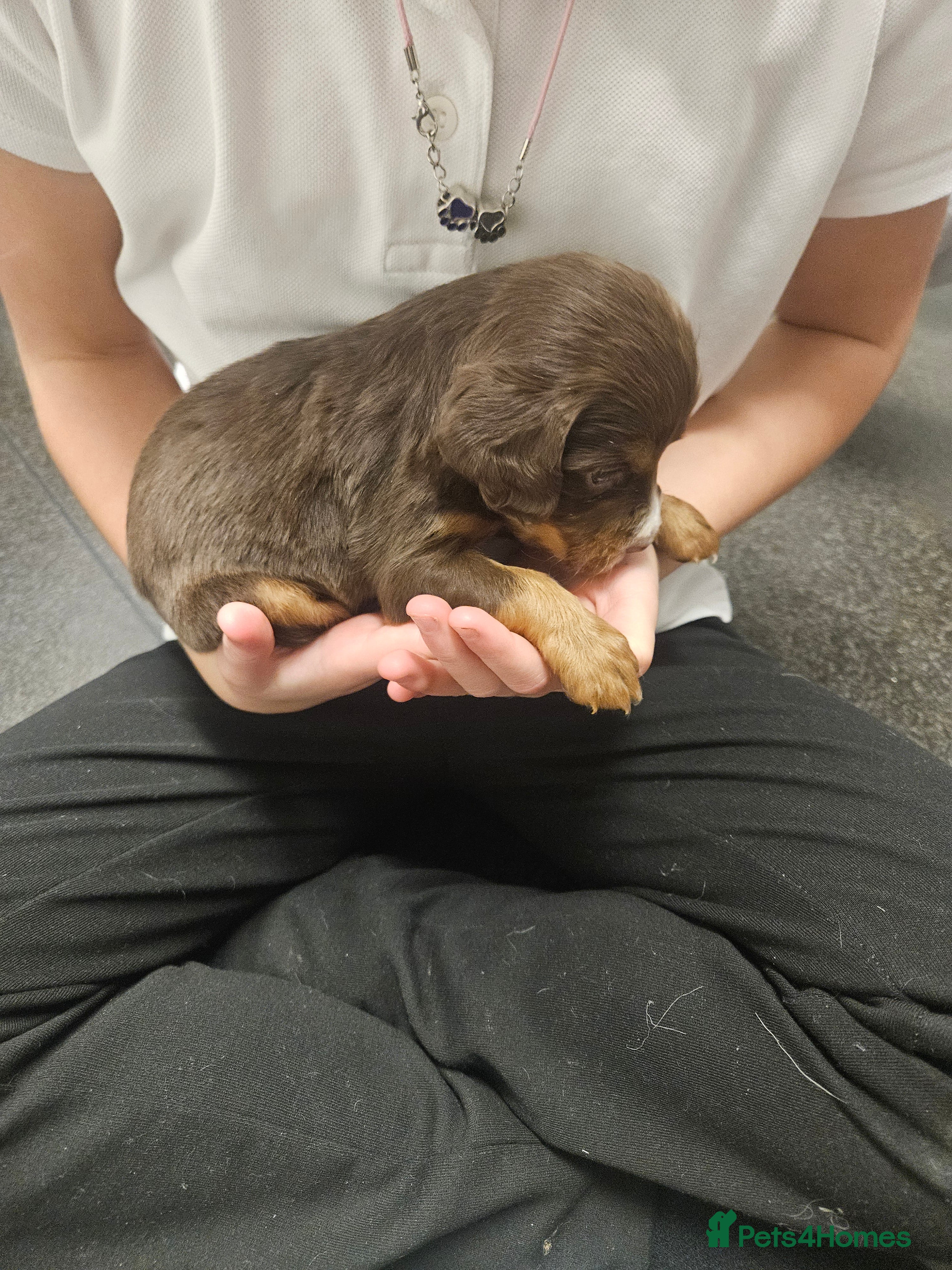 Cocker Spaniel dogs Cocker spainels x bocker - Advert 8