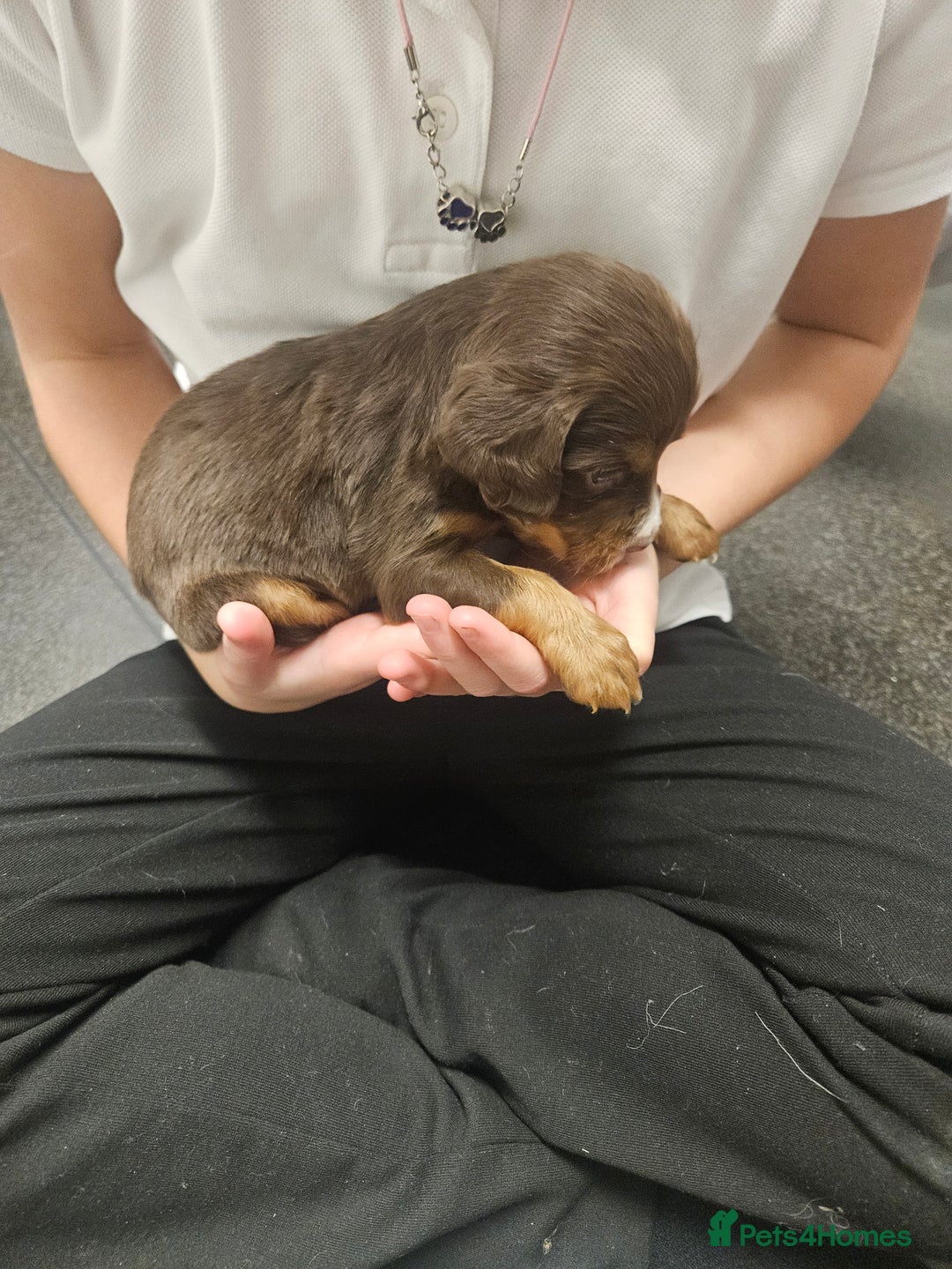 Cocker Spaniel dogs for sale: Cocker spainels x bocker - Advert 1