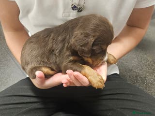 Cocker Spaniel dogs Cocker spainels x bocker - Advert 1