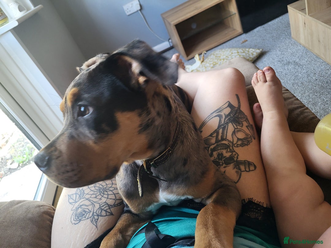 Mixed Breed dogs for sale: 5 month old mastiff cross staff - Image 3