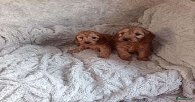 Cockapoo dogs Cockapoo puppy's  - Advert 4