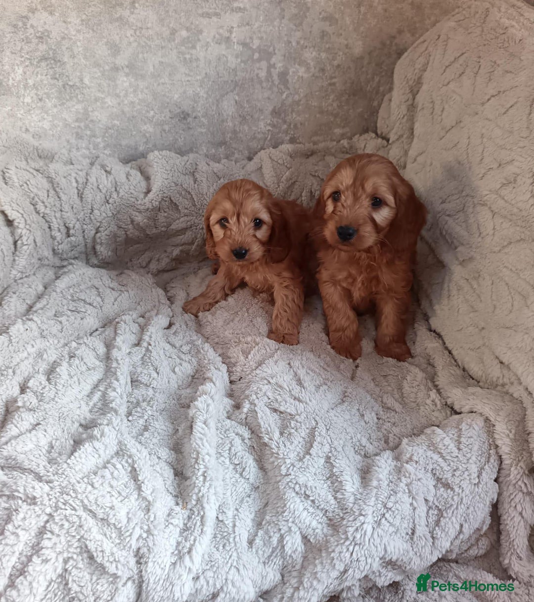 Cockapoo dogs for sale: Cockapoo puppy's  - Advert 2