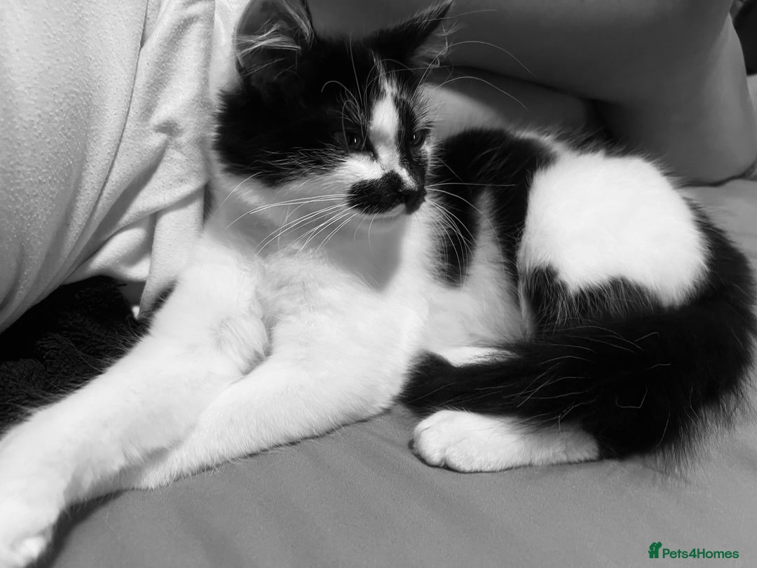 Mixed Breed cats for sale: Maggie, Russian blue/ tuxedo mixed breed - Advert 4