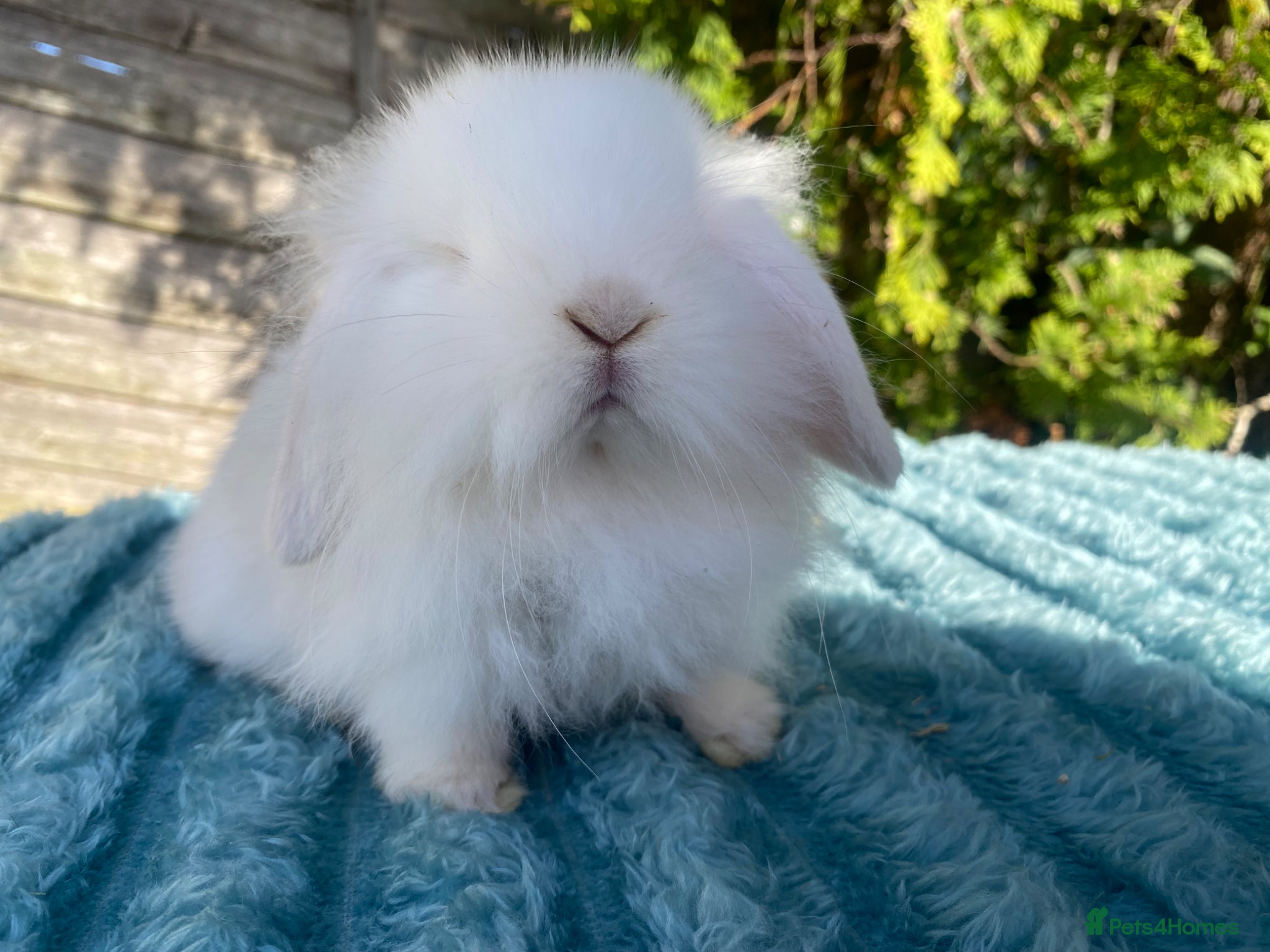 Mini Lion Lop rabbits Single main lion lops - Advert 8