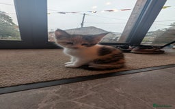 Maine Coon cats for sale: 😽 Cuddly Maine coon kittens 😽 in Preston - Image 26