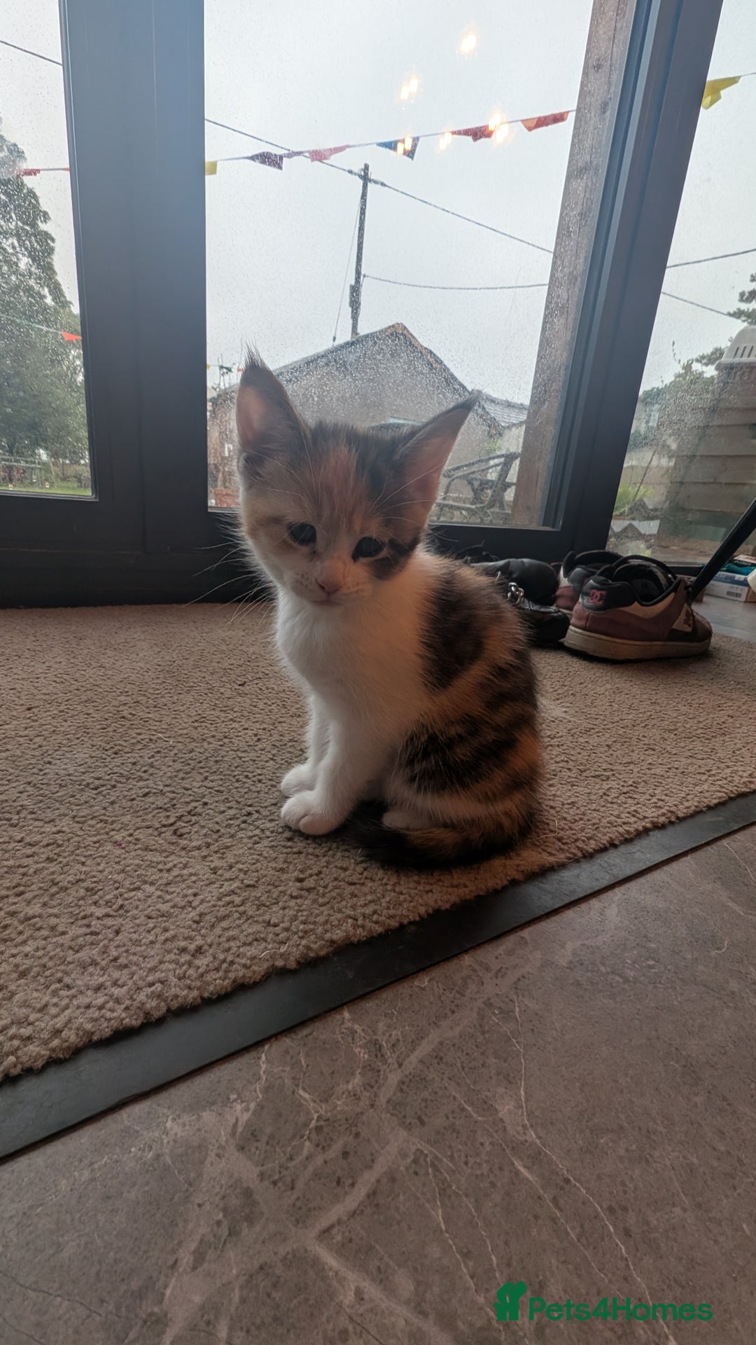 Maine Coon cats for sale: 😽 Cuddly Maine coon kittens 😽 in Preston - Image 26