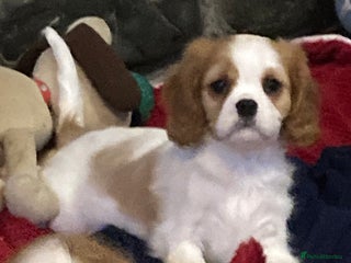Cavalier King Charles Spaniel dogs Beautiful cavaliers ready for new homes - Advert 7