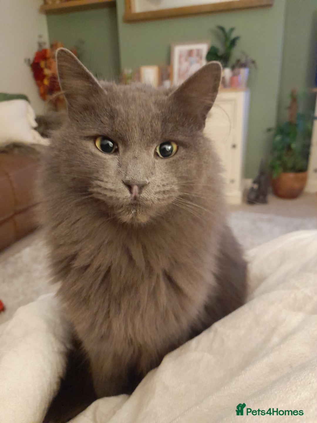 British Longhair cats for sale: British blue longhair - Image 3