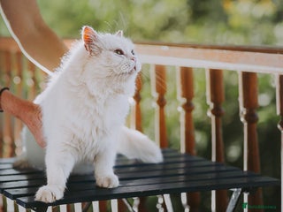 Persian cats - Advert 9