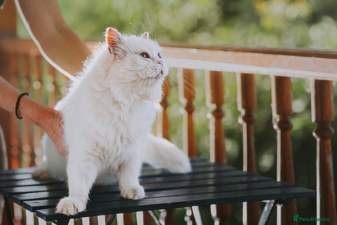 Persian cats Agi, Persian and Carla, Persian cross, both aged 6 - Advert 12