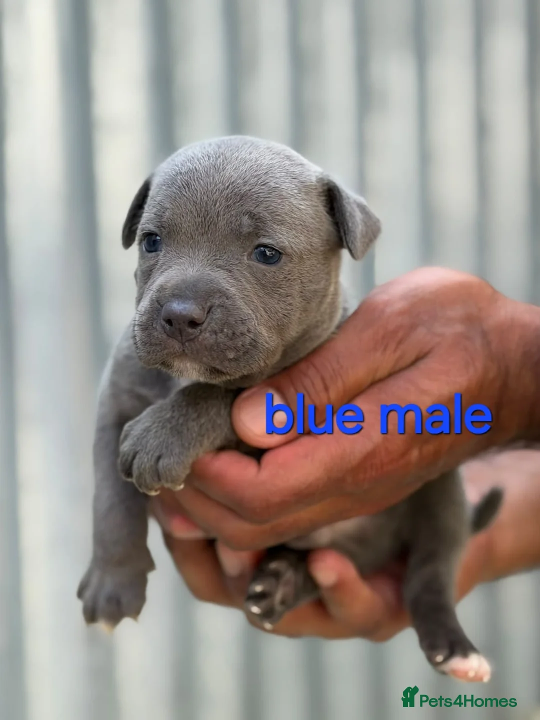 Staffordshire Bull Terrier dogs for sale: **Champion bloodlines puppies** - Advert 21