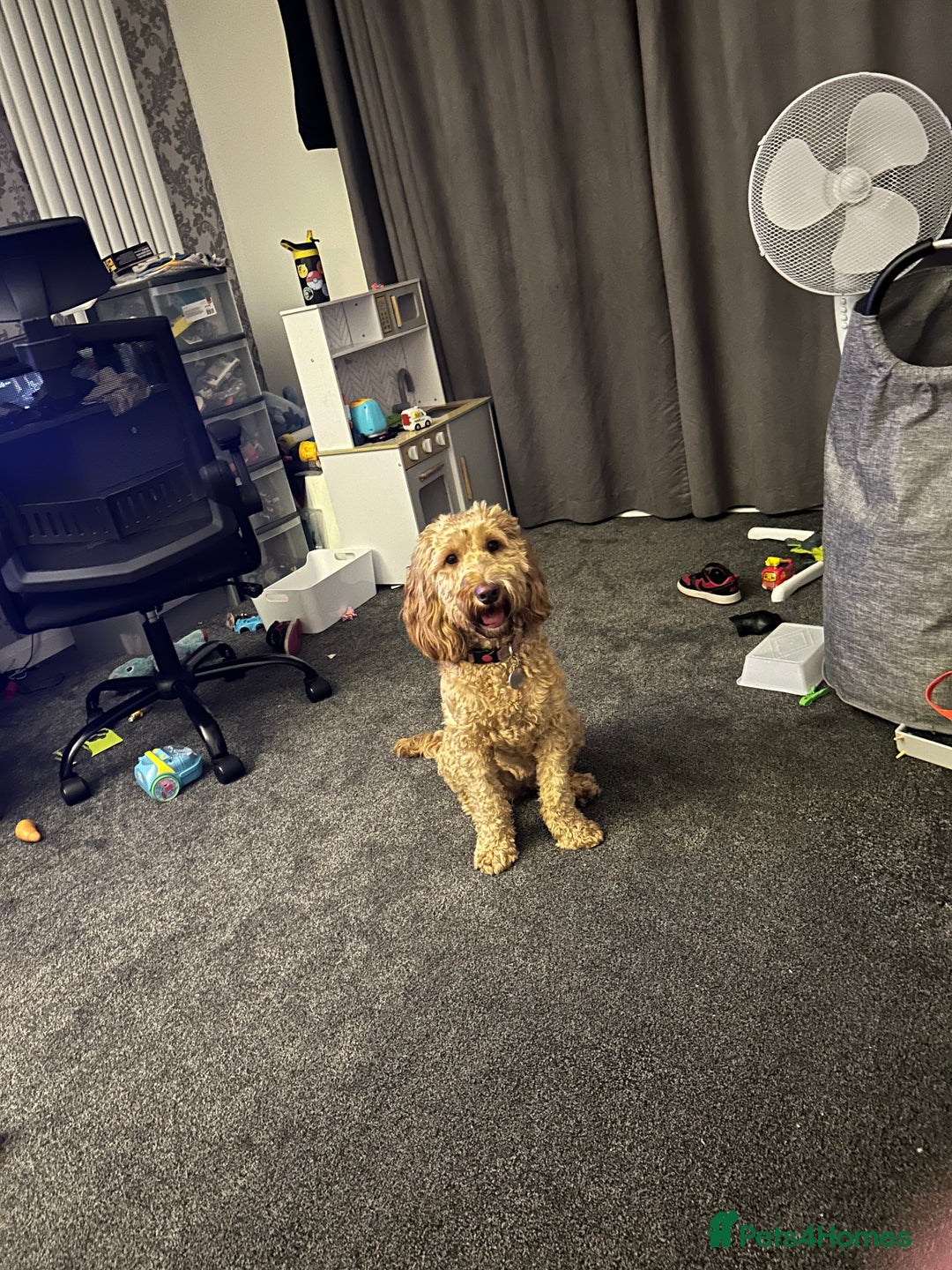 Cockapoo dogs for sale: Bonnie cockapoo  - Advert 3