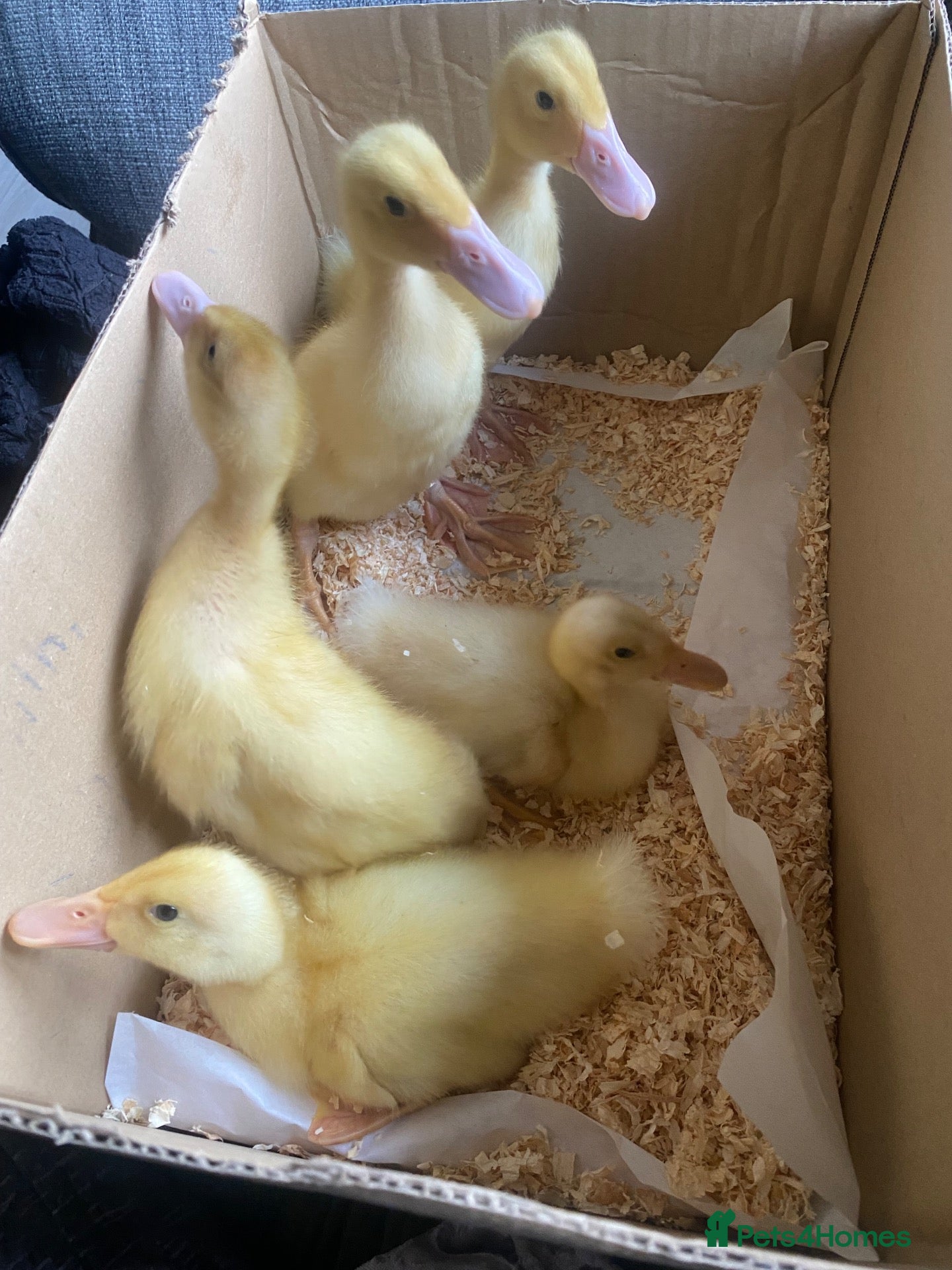 Ducks poultry Pure Breed Aylesbury ducklings 10 days old.  - Advert 8