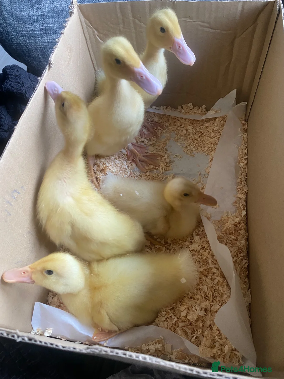 Ducks poultry for sale: Pure Breed Aylesbury ducklings 10 days old.  - Advert 1
