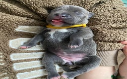 Staffordshire Bull Terrier dogs for sale: For Sale Blue Staffies/ Blue Staffordshire  - Image 9