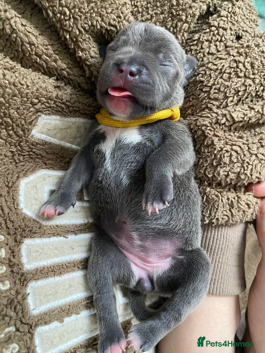 Staffordshire Bull Terrier dogs for sale: For Sale Blue Staffies/ Blue Staffordshire  - Image 9