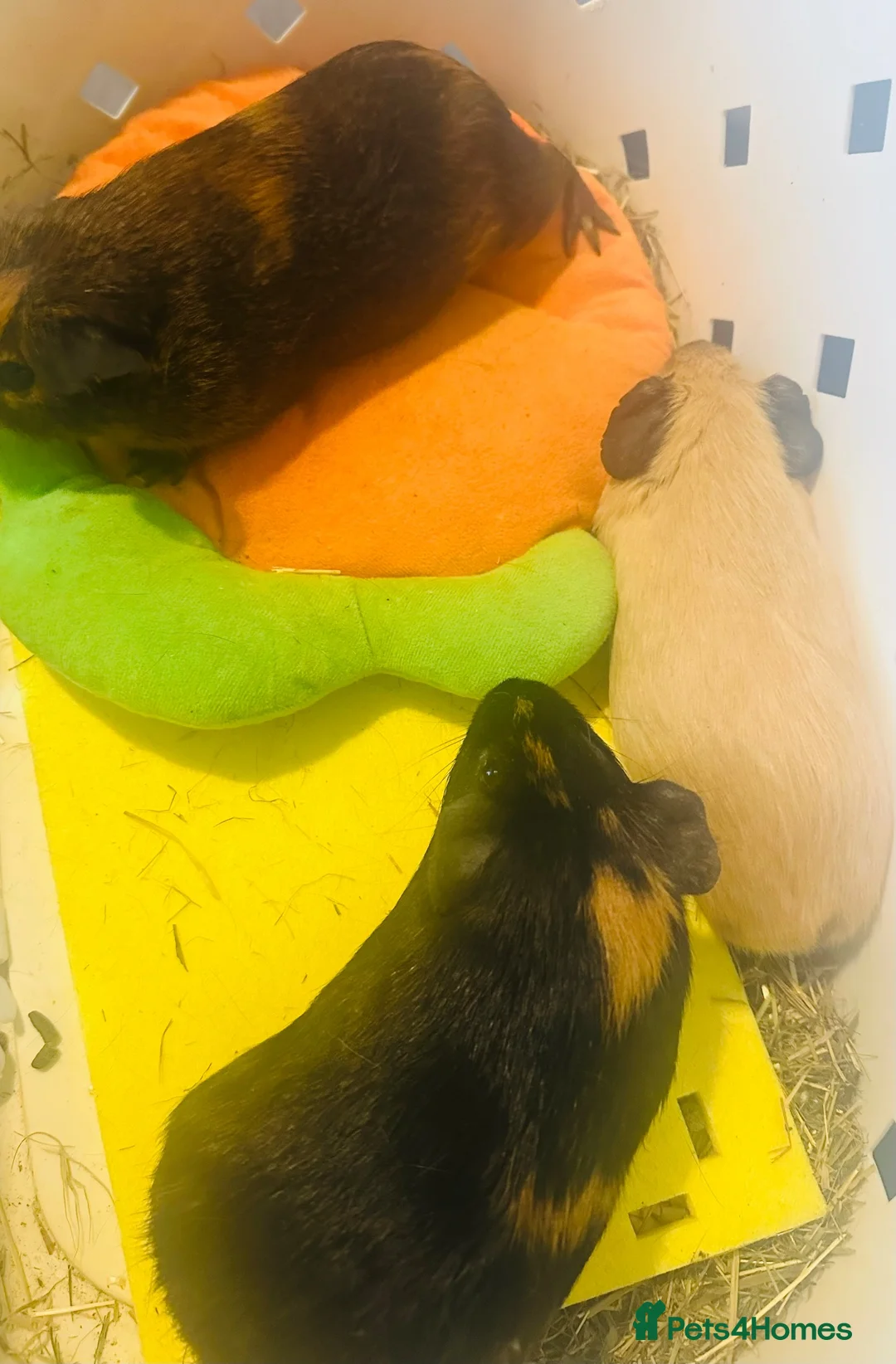 Guinea Pig rodents for sale: Piggies  in Chesterfield - Advert 4