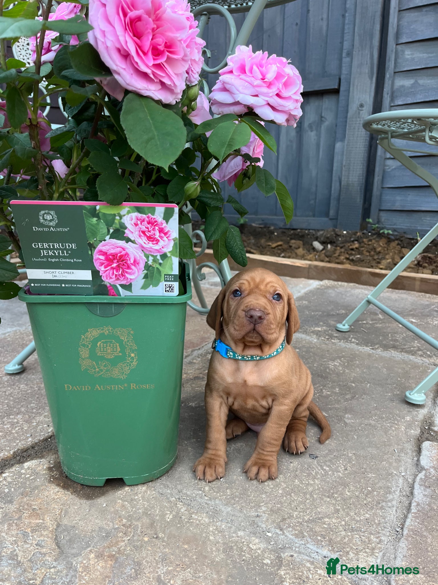 Hungarian Vizsla dogs for sale: Championship Bloodline Pedigree Hungarian Vizsla - Advert 5