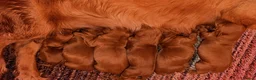 Cockapoo dogs for sale: ** RARE MAHOGANY RED F1 TOY COCKAPOO PUPS ** - Advert 13