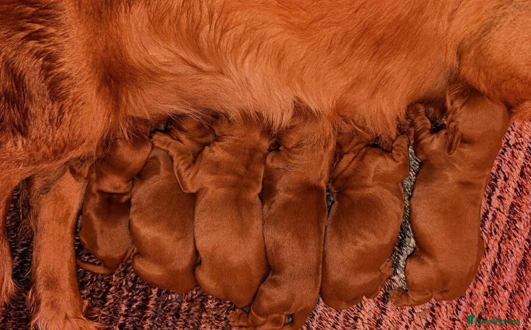 Cockapoo dogs for sale: ** RARE MAHOGANY RED F1 TOY COCKAPOO PUPS ** - Advert 13
