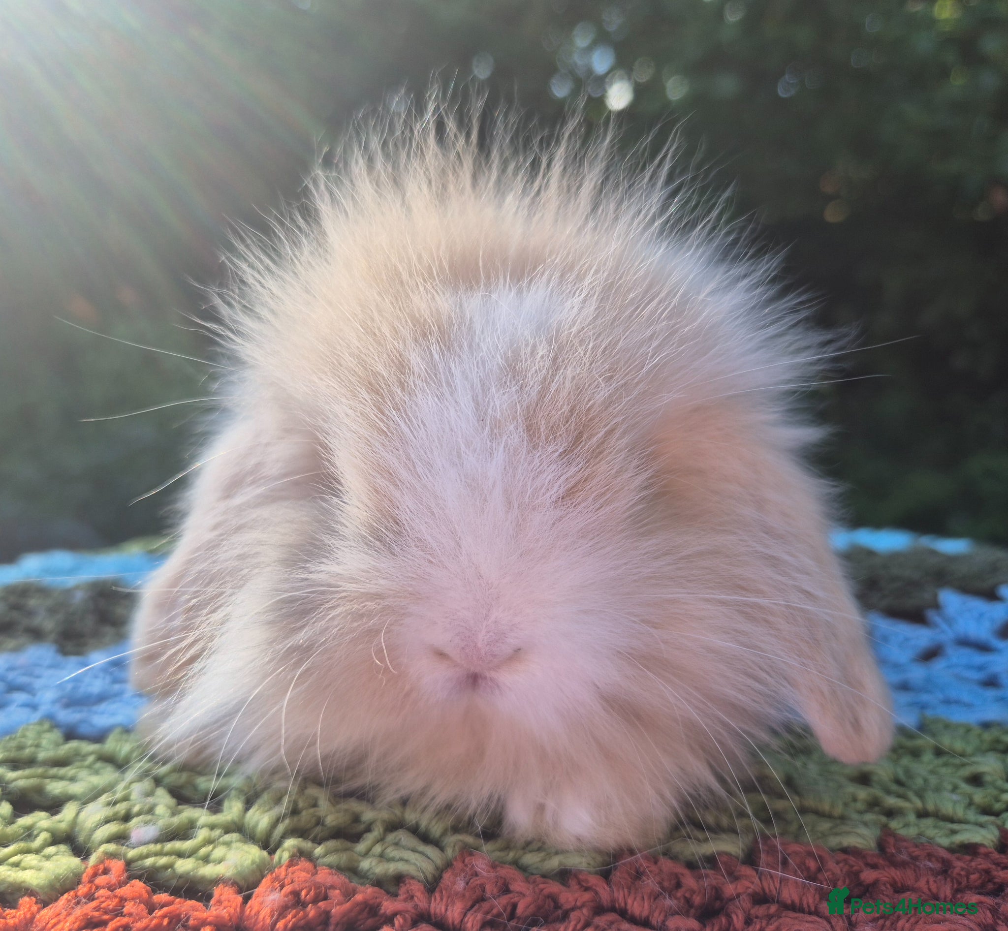 Angora rabbits 💜STUNNING TEDDYWIDDER X MINI LOP BABIES 💜 - Advert 1