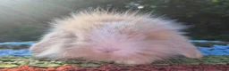 Angora rabbits for sale: 💜STUNNING TEDDYWIDDER X MINI LOP BABIES 💜 - Advert 12