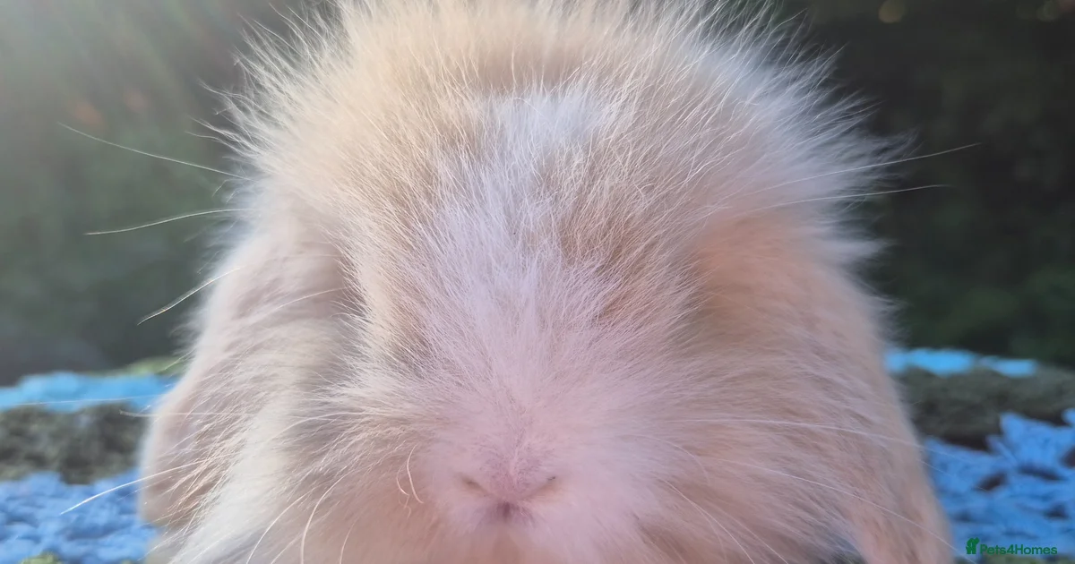 Angora Rabbits for sale | Pets4Homes