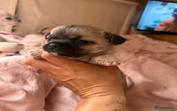 Chihuahua dogs for sale: Lovely blue fawn boy - Image 2